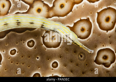 Questo giallo scarabocchiati pipefish, Corythoichthys sp, è una specie di senza nome che è stata confusa con C. haematopterus e/o C. flavofasciatus. Il b Foto Stock