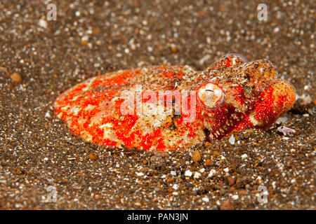 Uno sguardo più da vicino a un Henshaw serpente di anguilla, Brachysomophis henshawi, noto anche come un coccodrillo anguilla, Hawaii. Foto Stock