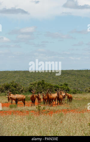 Allevamento di Red hartebeest insieme permanente nel campo in un giorno nuvoloso Foto Stock