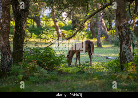 New Forest Foal Foto Stock
