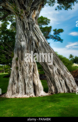 Bodhi Tree. Mauna Lani Drive. Hawaii, la Big Island Foto Stock