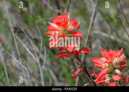 Texas Indian Paintbrush Foto Stock