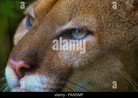 Close up di un puma in Belize Foto Stock