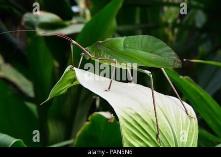 Gigante Katydid malese nel suo ambiente. Foto Stock