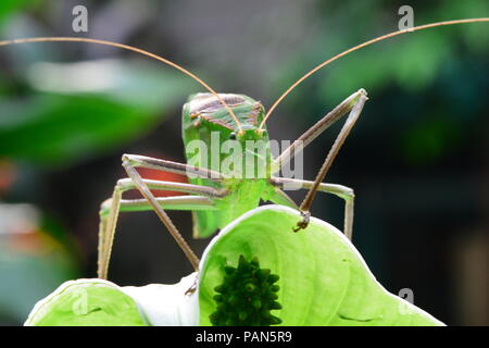 Gigante Katydid malese nel suo ambiente. Foto Stock