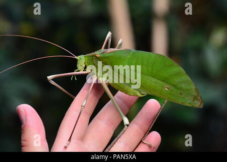 Gigante Katydid malese nel suo ambiente. Foto Stock