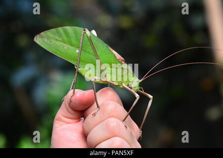 Gigante Katydid malese nel suo ambiente. Foto Stock