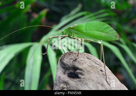 Gigante Katydid malese nel suo ambiente. Foto Stock