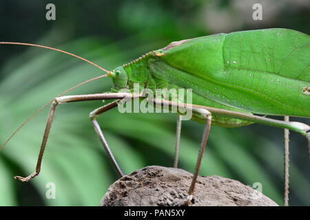 Gigante Katydid malese nel suo ambiente. Foto Stock