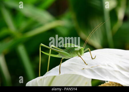 Katydid gigante ninfa nei giardini. Foto Stock