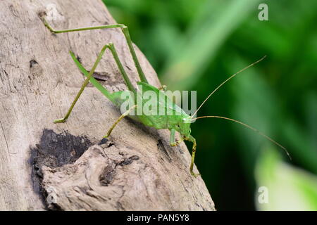 Katydid gigante ninfa nei giardini. Foto Stock