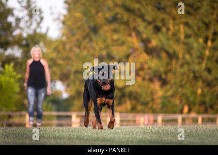 Rottweiler cane che corre con il giocattolo in bocca e la donna in background Foto Stock