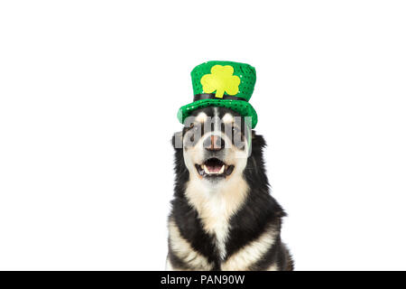 Cani Husky indossando st. Patrick's day hat in studio Foto Stock