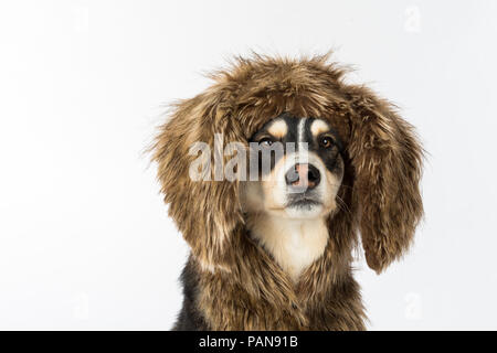 Cani Husky floppy da indossare orecchie di coniglio in studio Foto Stock