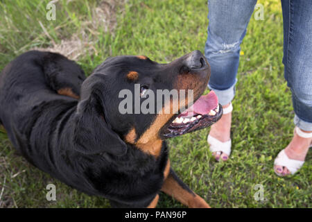 Rottweiler cane in posa l'erba con la signora Foto Stock