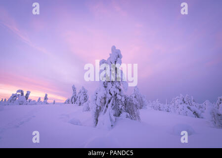 Alberi innevati in Pallas-Yllästunturi National Park, Muonio ,Lapponia, Finlandia Foto Stock