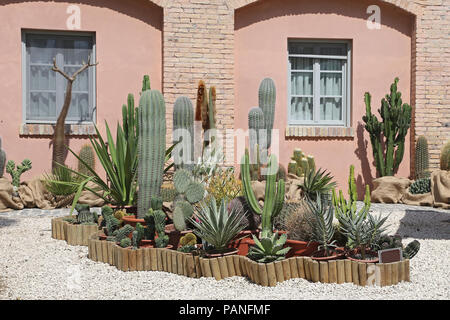 Golden barrel cactus e agava al giardino tropicale Foto Stock