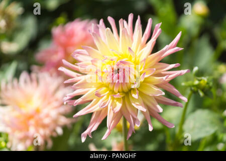 Un bell'esempio di una griglia Alfred Dahlia (Cactus Dahlia - famiglia Asteraceae) con una doppia fioritura rosa e gialla, bassa Austria Foto Stock