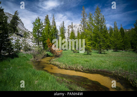 Area paludosa e paesaggio intorno al Tenaya Creek, lungo l'Autostrada 120 nel Parco Nazionale di Yosemite Foto Stock