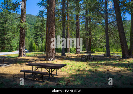 Giornata di utilizzo area picnic con tavoli e panche e tra gli alti alberi - Autostrada 108 Strada, California Foto Stock