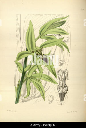 Un secondo secolo di piante orchidacee (PL 160) Foto Stock