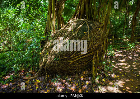 Intricate radici pensili e vitigni crescente intorno a un grande masso in Bukit Batok Nature Park, Singapore Foto Stock