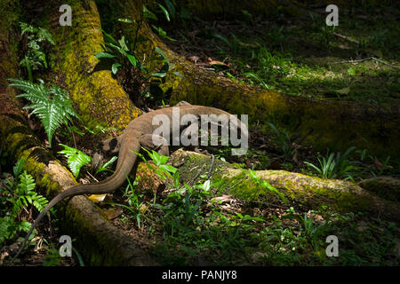 Acqua: la malese Monitor Lizard foraggio per il cibo tra enormi radici di albero in Bukit Batok Nature Park, Singapore Foto Stock