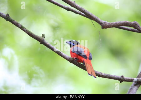 Scarlet-rumped trogon (Harpactes duvaucelii) a Sabah, Borneo Foto Stock