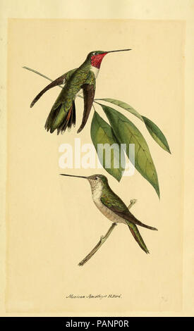 Una selezione di uccelli del Brasile e Messico : disegni Londra :H.G. Bohn,1841. Foto Stock