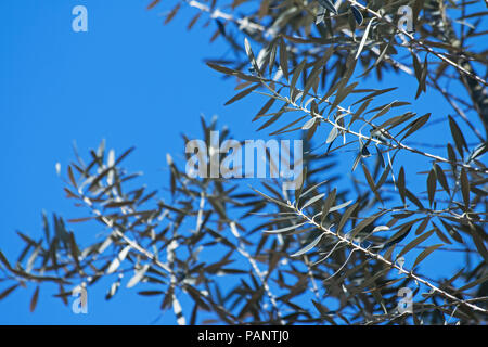 Albero di olivo contro il cielo blu Foto Stock