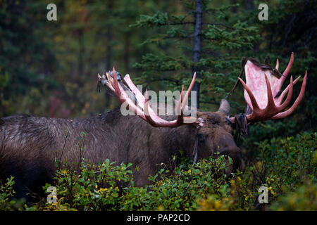 Stati Uniti d'America, Alaska, elk nel Parco Nazionale di Denali Foto Stock