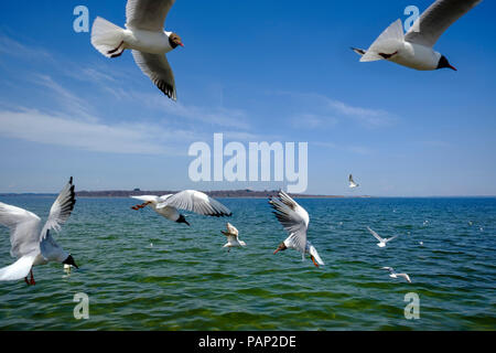 In Germania, in Baviera, Baviera, Chiemgau, Chiemsee con Fraueninsel, battenti gabbiani Foto Stock