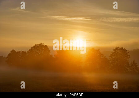 In Germania, il Land della Baviera e della Svevia, Tussenhausen, nebbia mattutina di sunrise, Augsburg Western boschi parco naturale Foto Stock