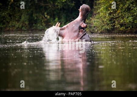 In Uganda, il lago Victoria, ippopotamo nel lago con bocca aperta Foto Stock