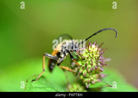 Un rosso-marrone di Longhorn Beetle ( Stictoleptura rubra ) su impianto Foto Stock