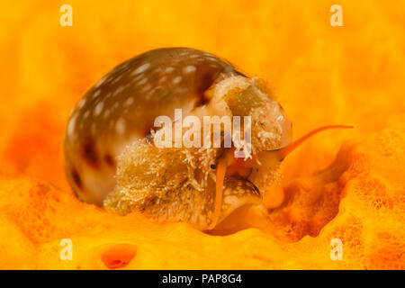 Un rivestito a labbro, cowrie Cypraea labrolineata, muovendosi attraverso la superficie di una spugna incrostante, Yap, Micronesia. Foto Stock