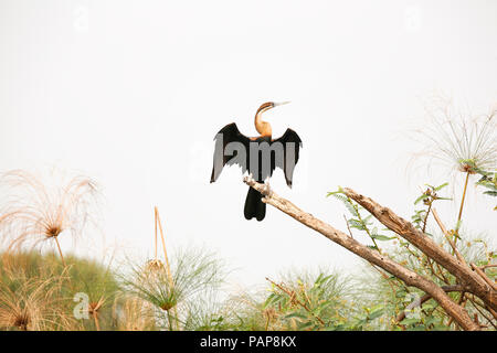 In Uganda, Kigezi National Park, African darter appollaiate sul ramo Foto Stock