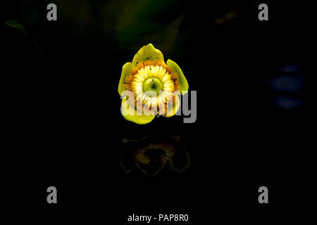 Stagno di giallo-lily, Nuphar lutea Foto Stock