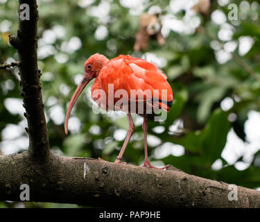 Scarlet Ibis bird Eudocimus ruber sul ramo di albero Foto Stock