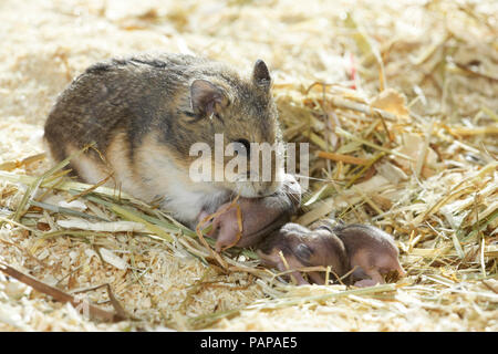 Campbells Dwarf Hamster (Phodopus campbelli). Madre con neonati in trucioli di legno. Germania Foto Stock