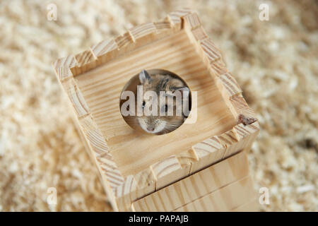 Campbells Dwarf Hamster (Phodopus campbelli) guardando fuori dal suo ritiro. Germania Foto Stock