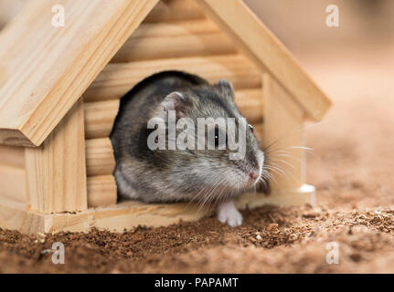 Djungarian Hamster (Phodopus sungorus). Adulto di lasciare il suo rifugio di legno. Germania Foto Stock