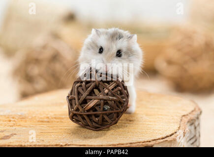 Roborovski Hamster (Phodopus roborovskii) con sfera, che spende il cibo quando viene laminato. Germania Foto Stock