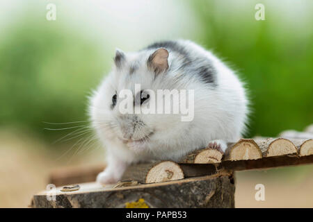 Djungarian Hamster (Phodopus sungorus) in piedi su un piccolo ponte. Germania Foto Stock