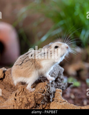Roborovski Hamster (Phodopus roborovskii). Adulto su una radice, prove dell'aria. Germania Foto Stock