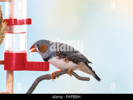 Zebra Finch (Taeniopygia guttata). Uccello adulto bere da un erogatore di acqua. Germania Foto Stock