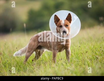 Miniature pinscher indossando un collare Elizabethan ad impedire all'animale di leccare o mordere durante il processo di guarigione delle ferite. Germania Foto Stock