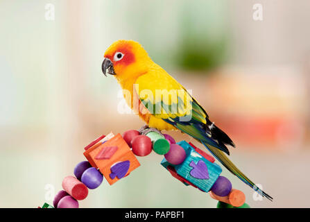 Sun Conure (Aratinga solstitialis). Adulto in piedi su un giocattolo multicolore, studio immagine. Germania Foto Stock