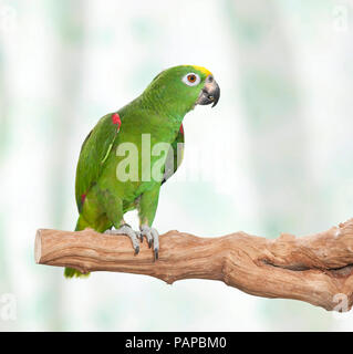 Giallo-incoronato Amazon (Amazona ochrocephala) in piedi su un ramo. Germania Foto Stock