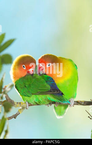 Fischers Lovebird (Agapornis fischeri). Tenera coppia appollaiato su un ramoscello. Germania Foto Stock